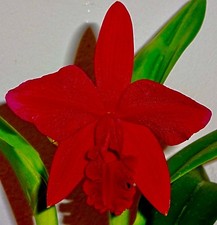 Cattleya Red Sunset Best of