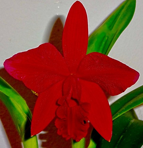 Cattleya red sunset best - best, of