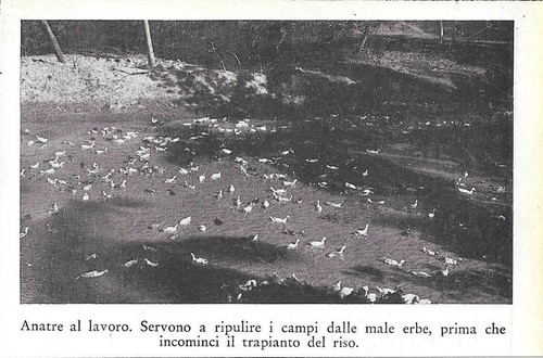 Anatre lavoro per ripulire - per,