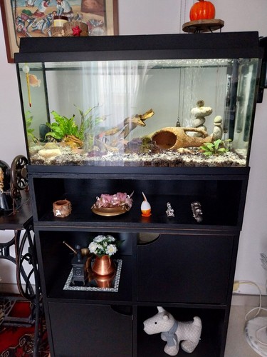 Acquario completo usato con - acquario,