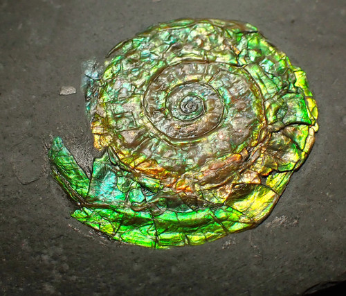 Green iridescent caloceras - green,