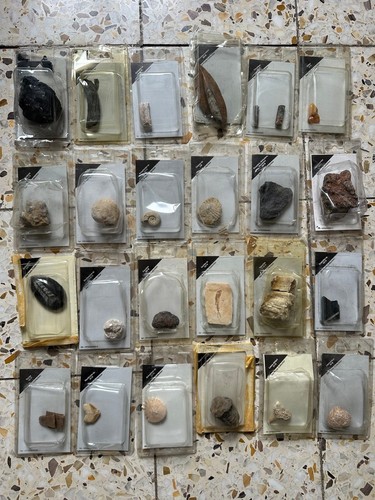 Collezione fossili autentici