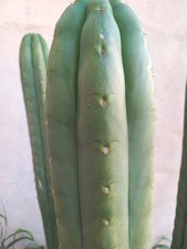 Pachanoi, San🌵Pedro 50  cm