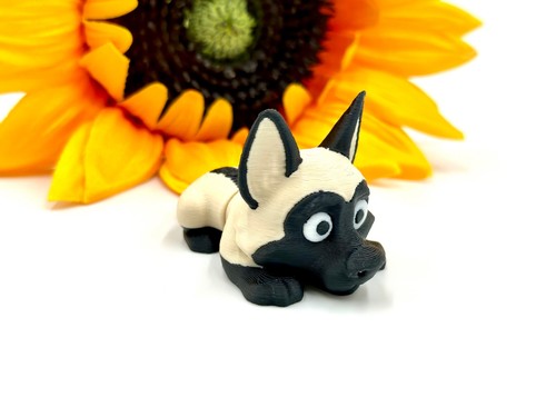 Belgian malinois flexi dog - dog,