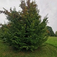 Carpinus betulus carpino - carpinus,