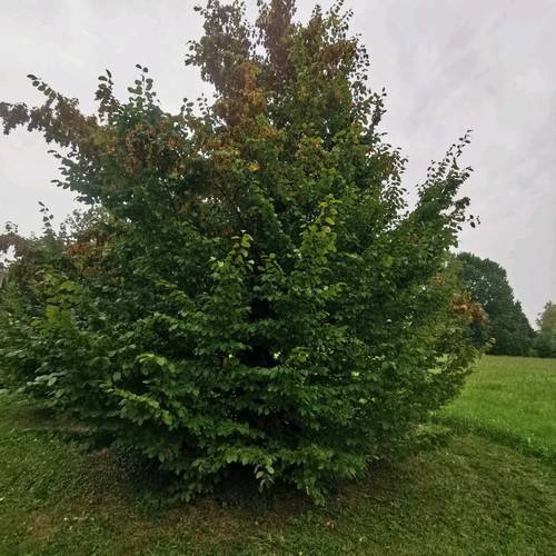 Carpinus betulus carpino - –,