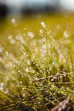 Meyer-Optik-Görlitz Trioplan