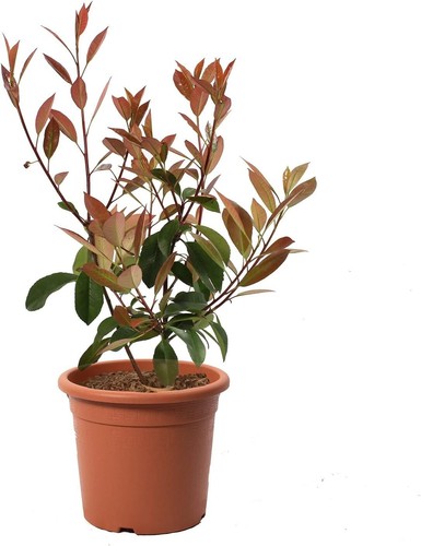 Photinia fraseri red - photinia, ×
