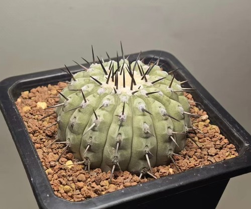Copiapoa melanohystrix - 6,3, cm