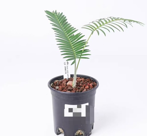 Vaso cm dioonedulepalma - vaso, 10,5
