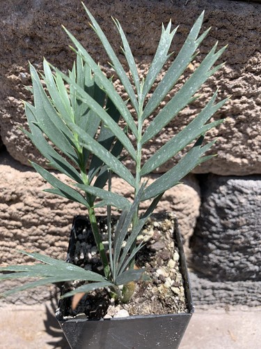 Encephalartos trispinosus - encephalartos,