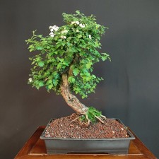 PRE BONSAI DI BIANCOSPINO