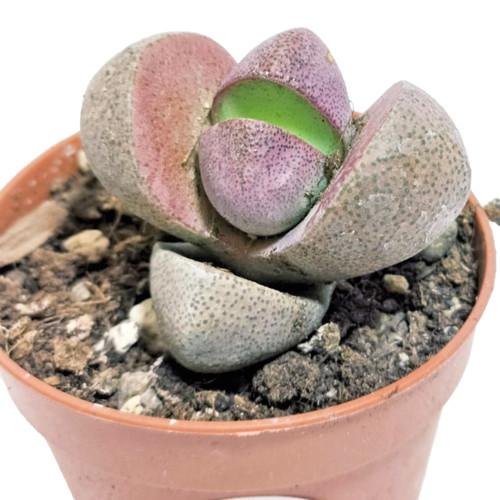 Pleiospilos royal flush cm - royal,