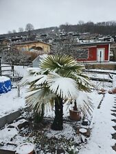 5x Trachycarpus fortunei piante giovani chin. Palma di canapa palma resistente all'inverno -17°C