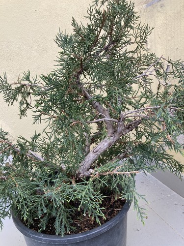 Bonsai pre ginepro - -,
