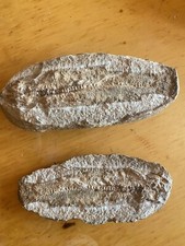 Fossile pesce doppia matrice