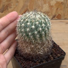 Coryphantha sp. Vaso 9 cm Cod.0410-17