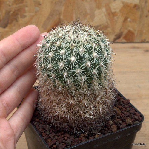 Coryphantha vaso 9 cm - sp.,