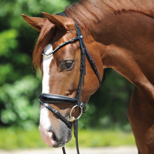 Briglia dressage grigia - briglia, da