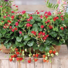 50 SEMI FRAGOLA RIFIORENTE A