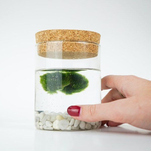 Marimo original sughero - original,