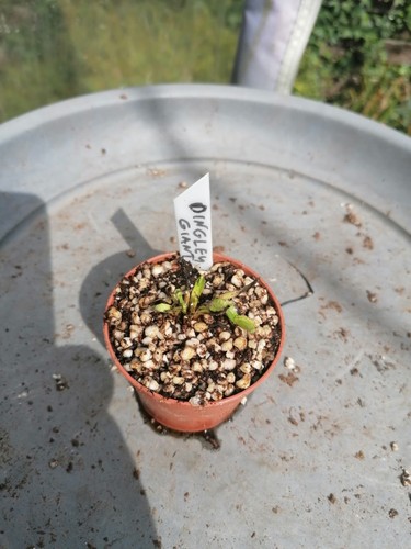 Dionaea muscipula dingley - muscipula, "dingley