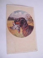 Caccia - cane - non spedita f. p.