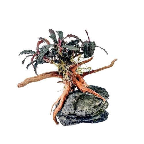 Aquaone bucephalandra pianta - aquaone,