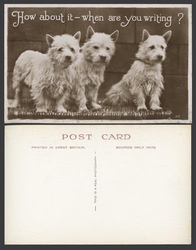 West highland white terrier - west,