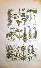 Stampa antica BOTANICA ERBARIO
