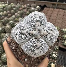 vaso 10 cm Astrophytum