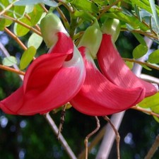 Albero di Colibrì Rosso