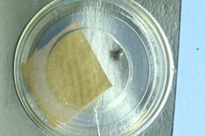 STEP ROTOR SEIKO Quarz NOS