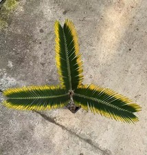 Cycas revoluta "Aurea" WYSIWYG