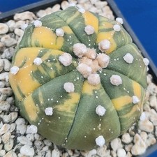 Astrophytum asterias Ooibo