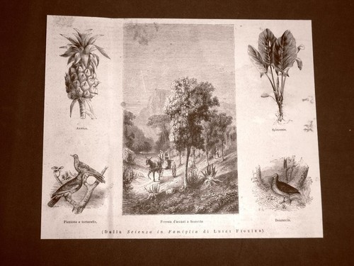 Illustrazioni scienza in - la,