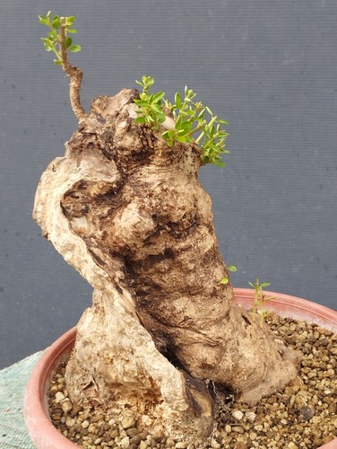 Bonsai olivastro 30x20cm - bonsai,