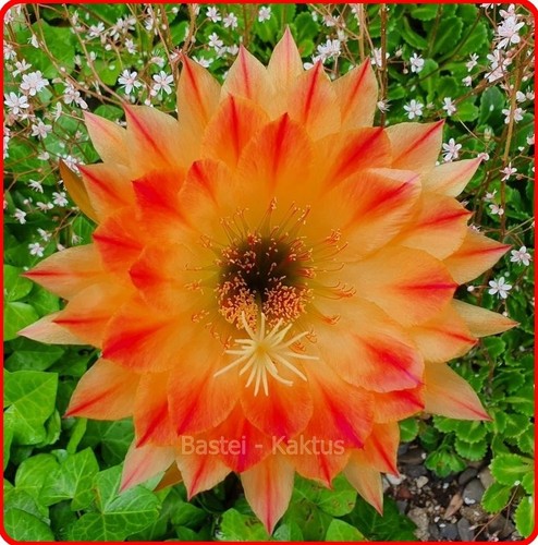 Trichocereus echinopsis ibrido - trichocereus,