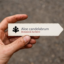 Aloe candelabrum SEEDS -  -