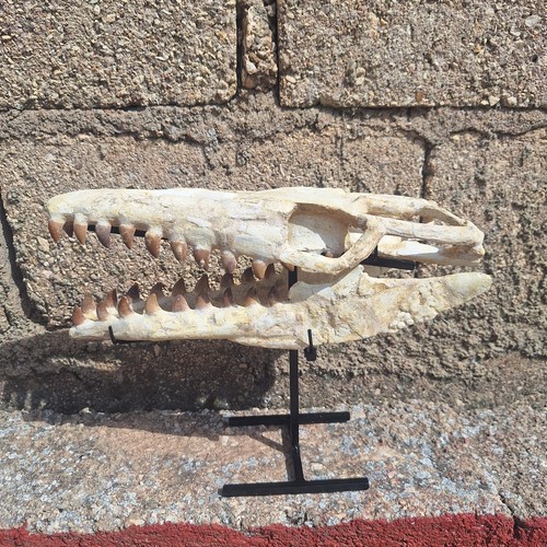 Autentico teschio mosasauro - teschio,