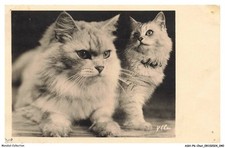 ASHP6-0341-GATTO - Due Gatti