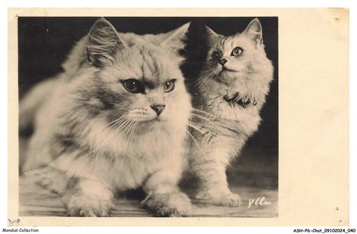 Ashp6 0341 gatto due gatti - ashp6-0341-gatto,