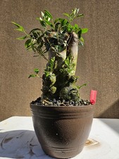 Old Fruiting Olive Bonsai