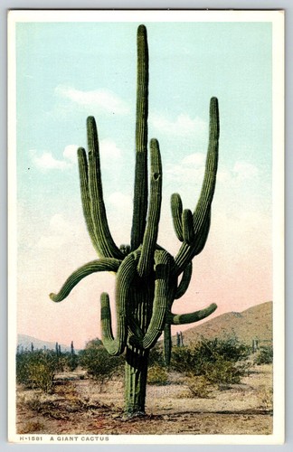 Cartolina cactus gigante - cartolina,