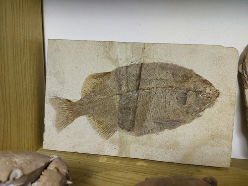 Fossil fish pesce fossile - fossil,