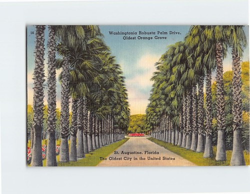 Cartolina washingtonia robusta - washingtonia,
