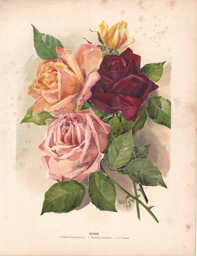 Stampa antica fiori - stampa, di