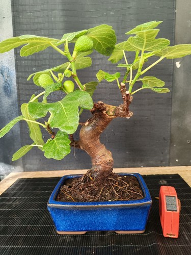 Bonsai fico 36 cm visita - fico, h