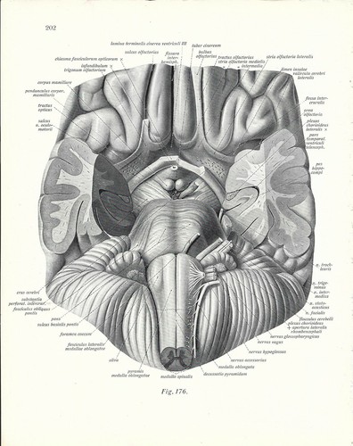 Stampa antica anatomia del - anatomia,