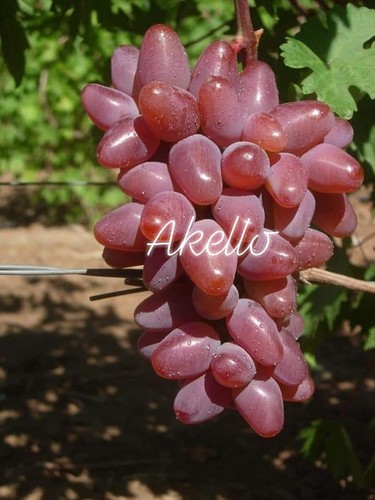 Akello uva vite - uva, collezione